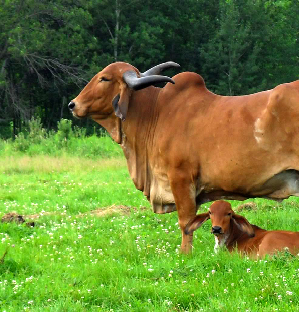 Giri Cows