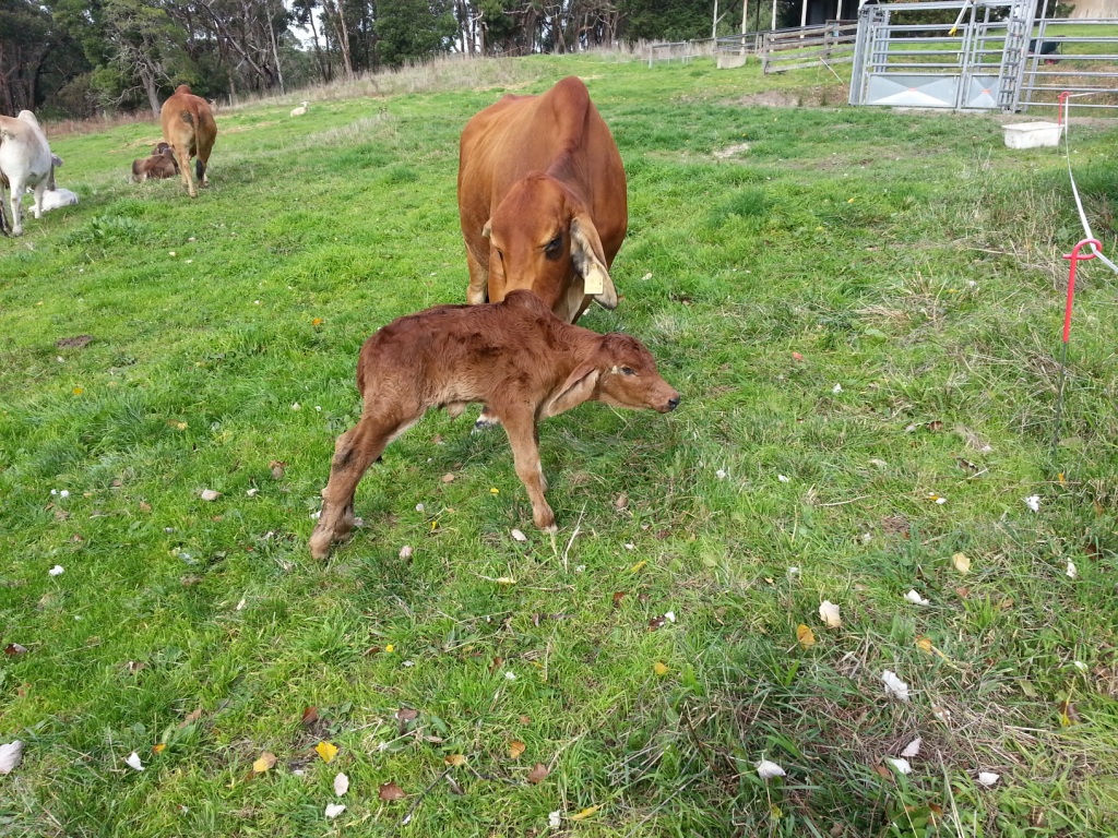 New born bull calf